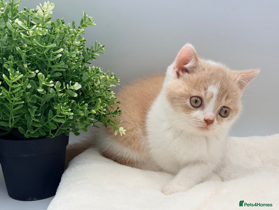 British Shorthair cats for sale: PEDIGREE REGISTERED CHUNKY BRITISH SHORTHAIRS  - Advert 10