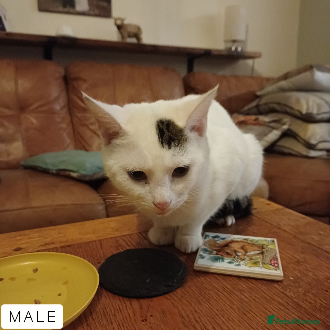 Domestic Shorthair cats for sale: 1 YO Male Free & 2x Male Kittens Available. - Image 6
