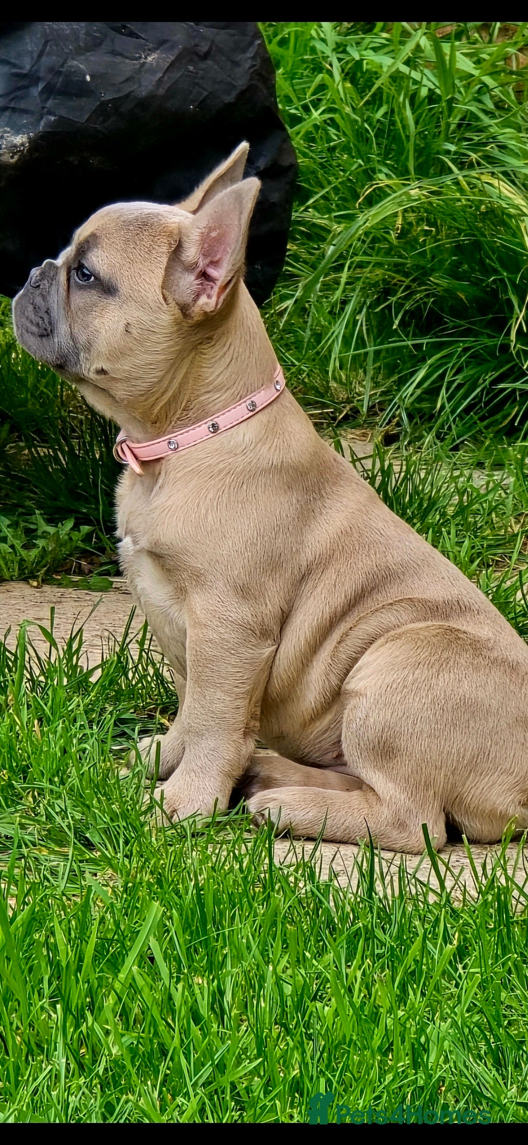 French Bulldog dogs Fawn french bulldog  - Advert 1