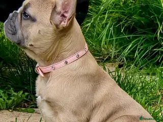 French Bulldog dogs Fawn french bulldog - Advert 1