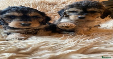 Cockapoo dogs F1 SABLE COCKAPOOS.READY NOW. - Advert 4