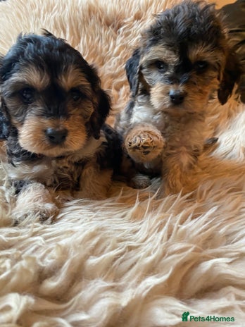 Cockapoo dogs - Advert 6