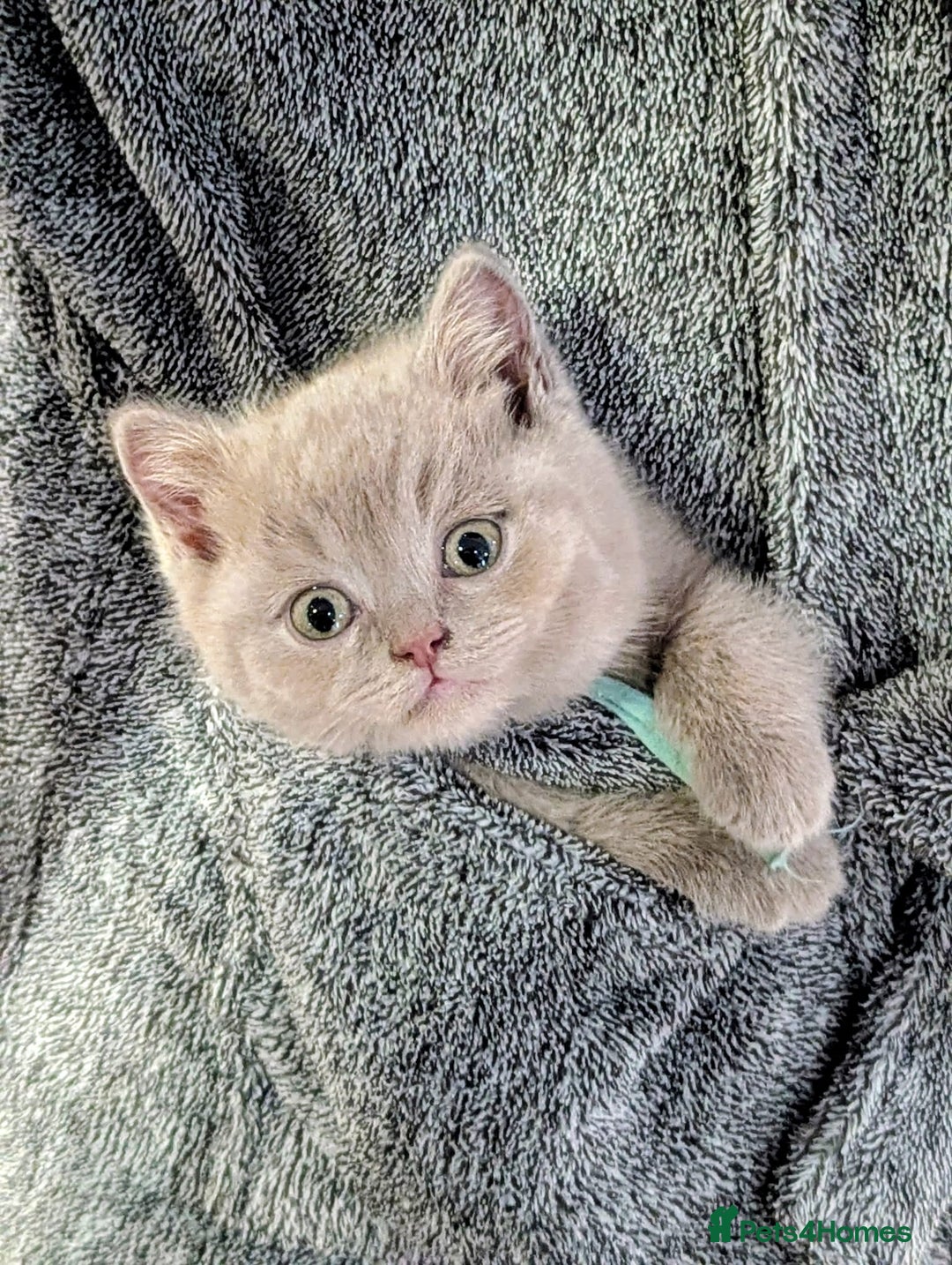 British Shorthair cats for sale: Gorgeous British Shorthair Kittens Teddy Bear Type - Advert 4