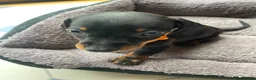 Miniature Dachshund dogs for sale: Miniature dachshund 3 boys 5 girls - Advert 33