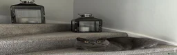 British Shorthair cats for sale: Gatsby | British Shorthair | Male | 6 Years Old - Advert 4