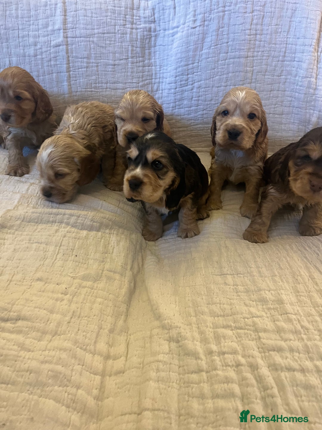 Cocker Spaniel dogs for sale: Adorable show type cocker spaniel pups - Advert 4
