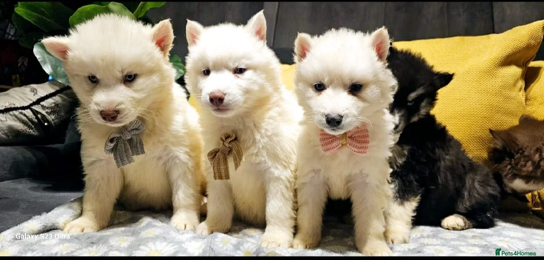 Siberian Husky dogs for sale: Wooly Siberian huskies - fully vaccinated  - Advert 10