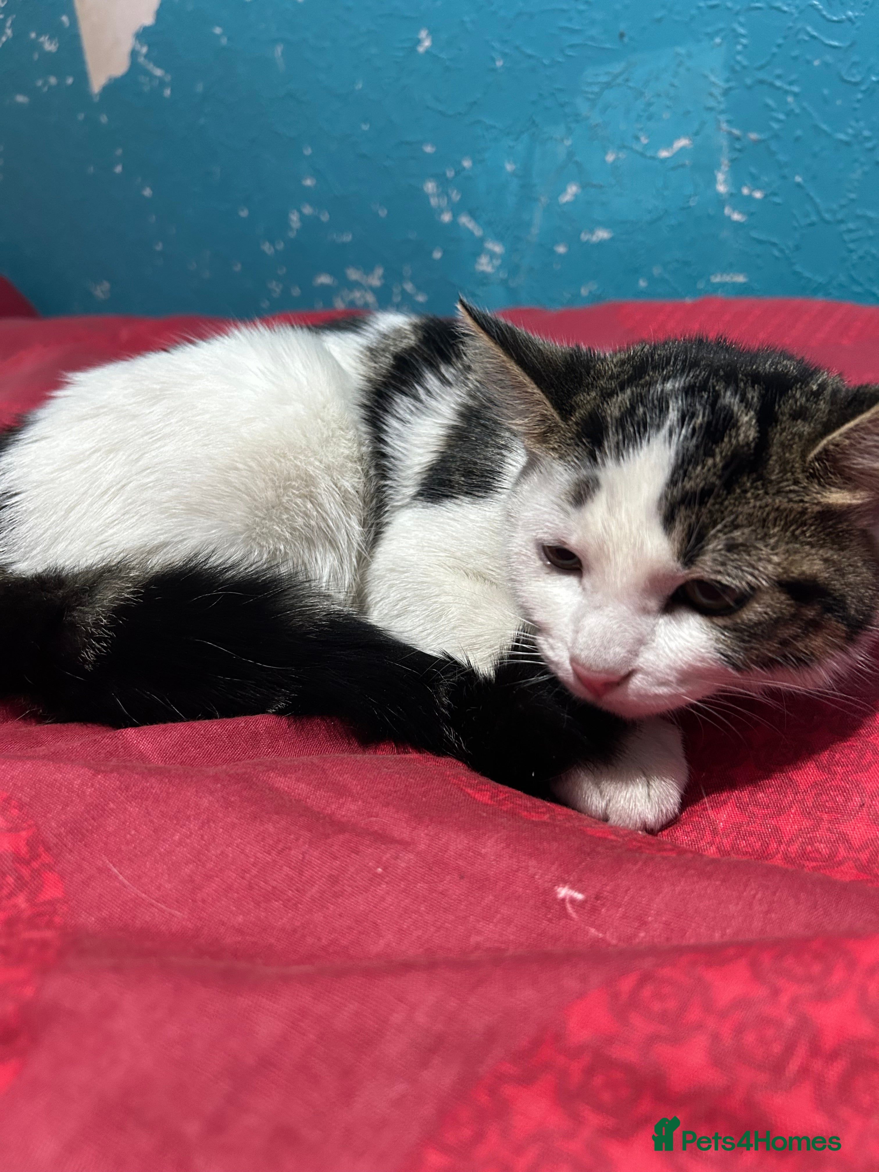 Domestic Shorthair cats Need gone asap , ready for pickup BIRMINGHAM - Advert 4