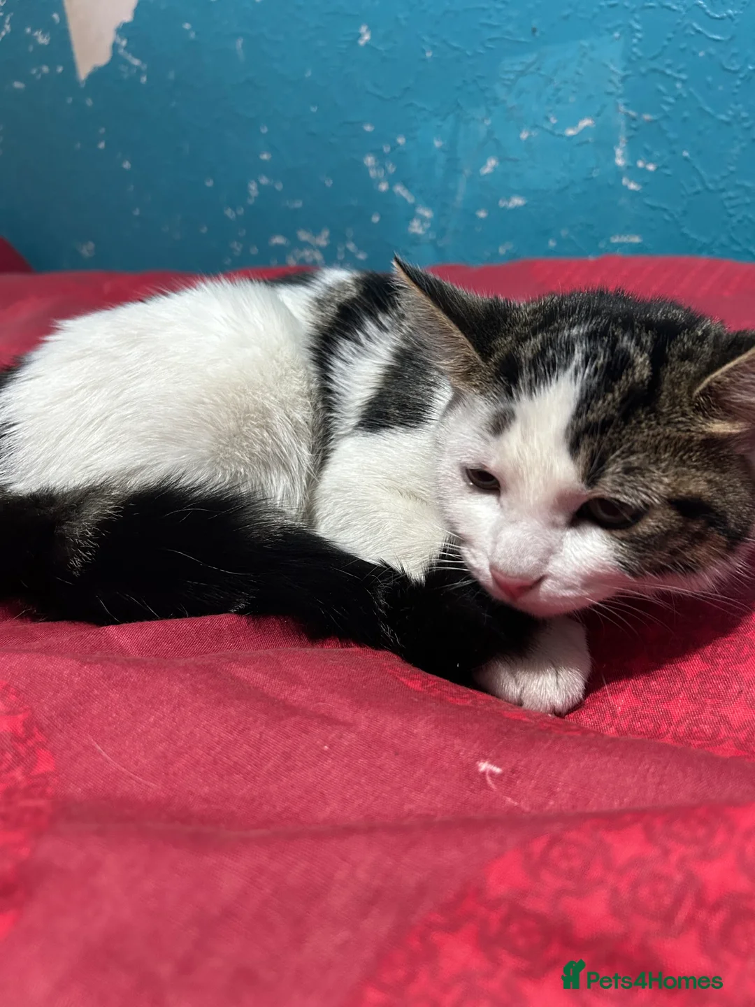Domestic Shorthair cats for sale: Need gone asap , ready for pickup BIRMINGHAM in Birmingham - Advert 1
