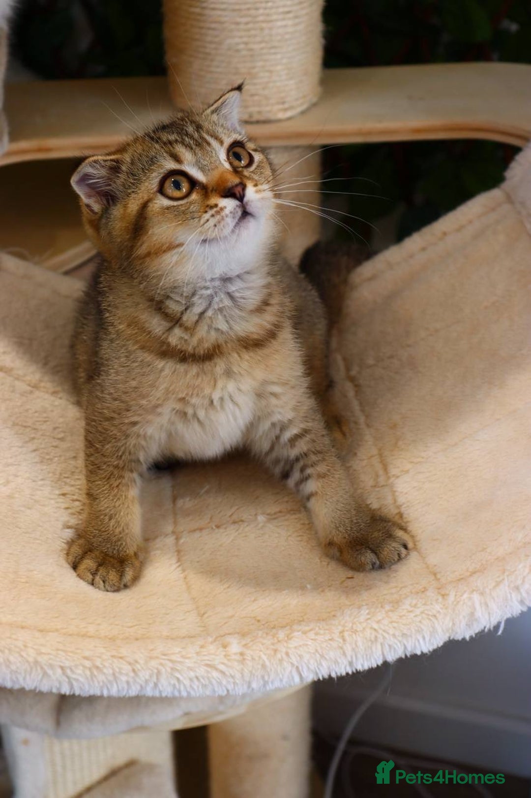 Scottish Fold cats for sale: Ready TICA reg stunning kittens available  - Image 4
