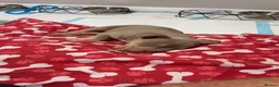 American Bully dogs for sale: American Pocket bully puppy’s  in Weymouth - Advert 4