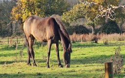 Andalusian horses for sale: Full or Part Loan - Advert 26