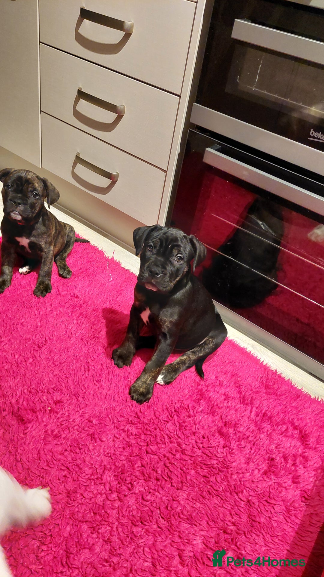 Mixed Breed dogs for sale: Cane Corso cross American bulldog puppy - Advert 1