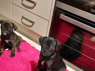 Mixed Breed dogs Cane Corso cross American bulldog puppy - Advert 15