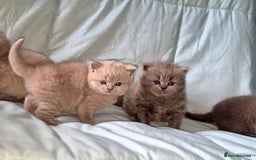 British Shorthair cats for sale: British short and long haired kittens GCCF  - Image 3
