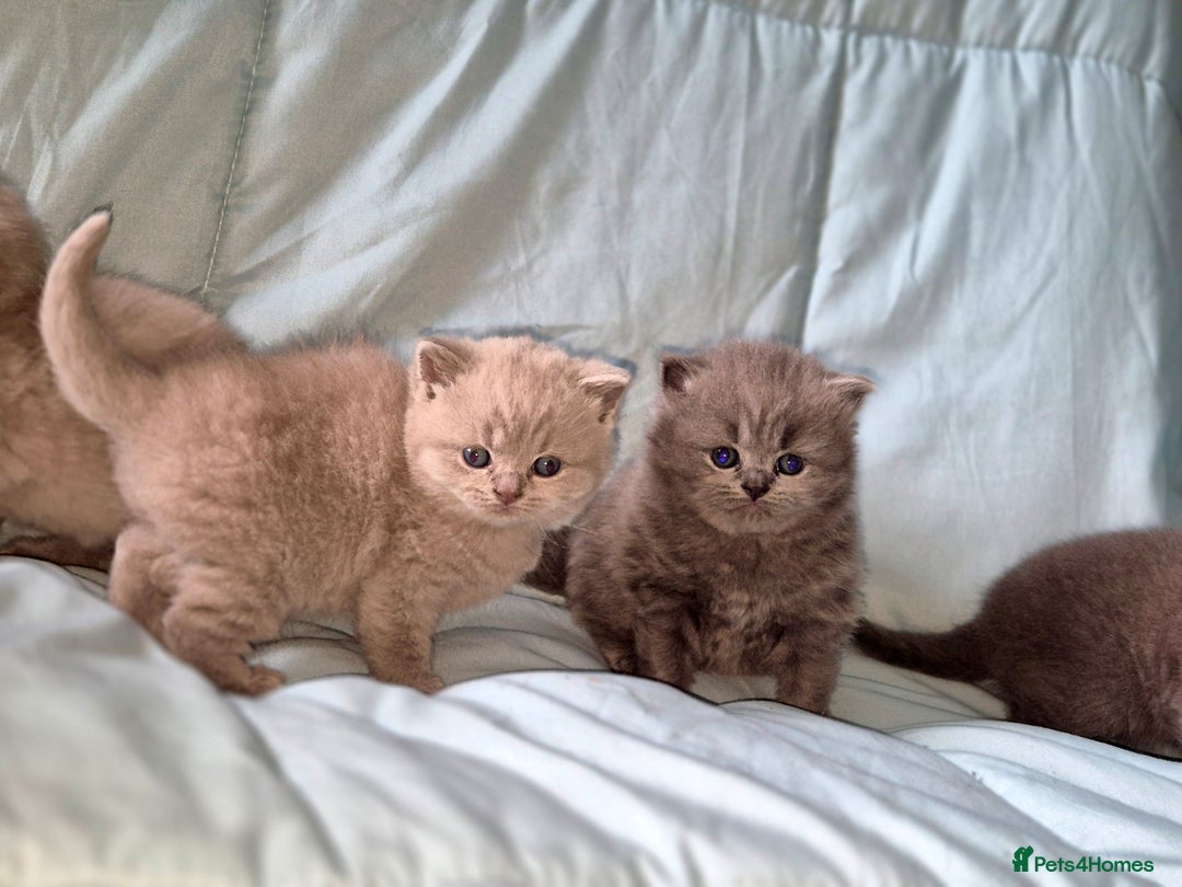 British Shorthair cats for sale: British short and long haired kittens GCCF  - Image 3