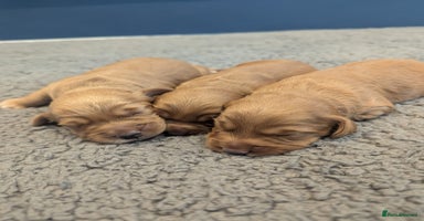Cockapoo dogs - Advert 15