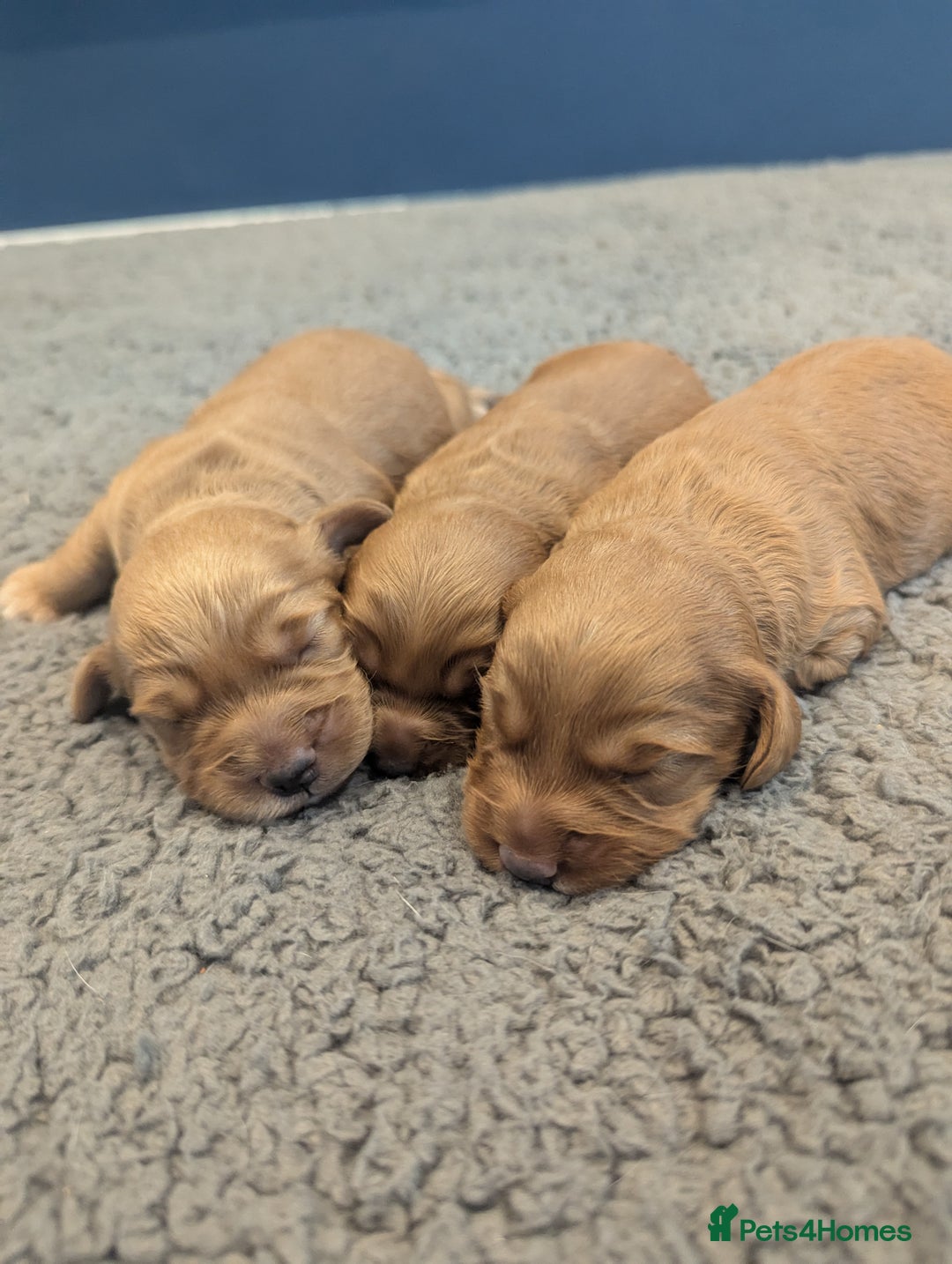 Cockapoo dogs for sale: Red Miniature Cockapoos - Image 3