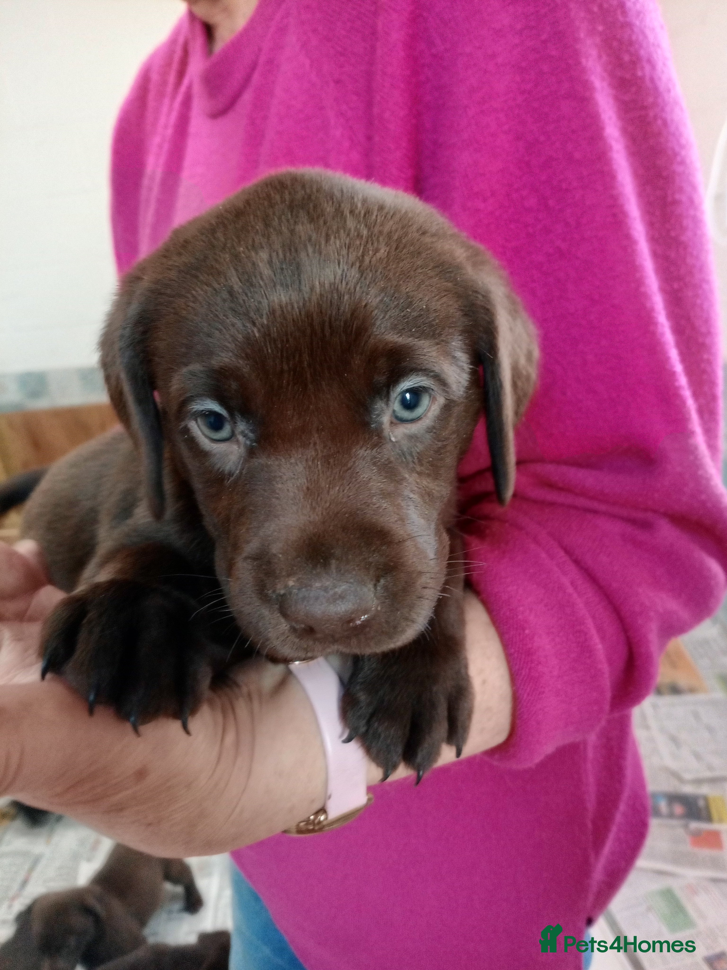 Labrador Retriever dogs Gorgeous Chocolate Labrador Litter - Advert 1