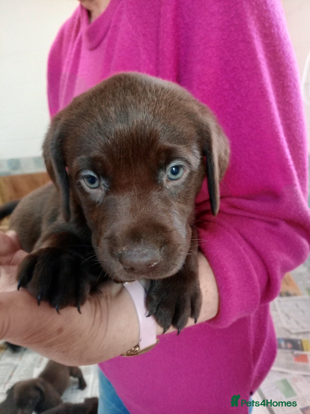 Labrador Retriever dogs for sale: Gorgeous Chocolate Labrador Litter - Advert 1