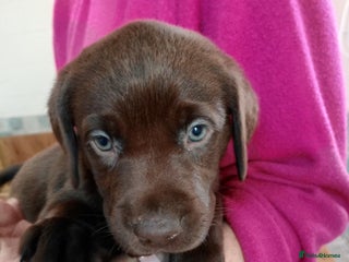 Labrador Retriever dogs Gorgeous Chocolate Labrador Litter - Advert 1