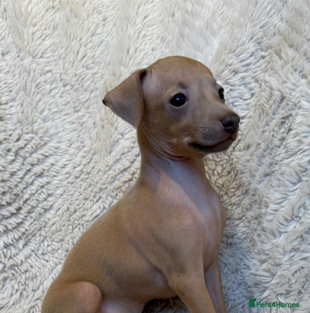 Italian Greyhound dogs for sale: KC Champion lines ⭐️ Italian Greyhound puppies  - Advert 23