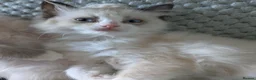 Ragdoll cats for sale: Ragdoll Kitten *GCCF*  - Advert 4