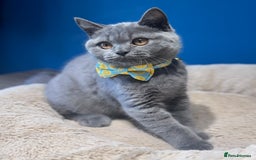 British Shorthair cats for sale: Beautiful GCCF Registered BSH Kittens - Ready Now - Image 6