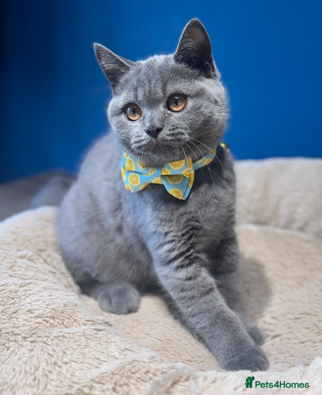 British Shorthair cats for sale: Beautiful GCCF Registered BSH Kittens - Ready Now - Image 6