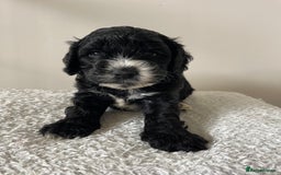 Cockapoo dogs for sale: Adorable F1 Cockerpoo puppies - Image 22