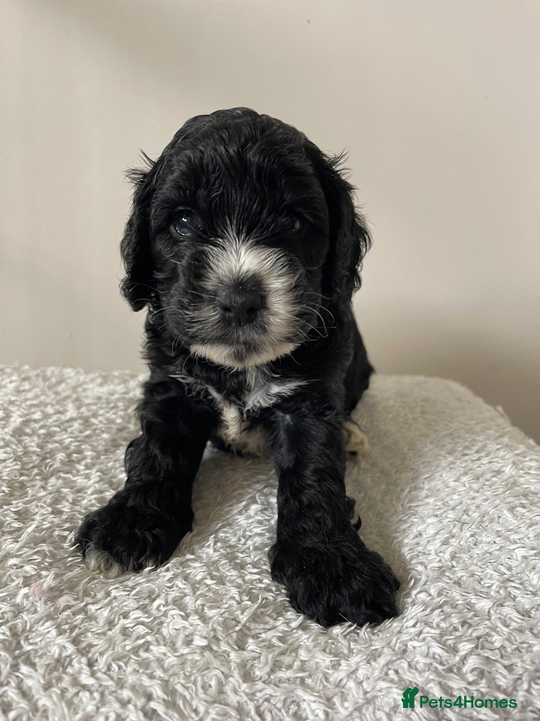 Cockapoo dogs for sale: Adorable F1 Cockerpoo puppies - Image 22