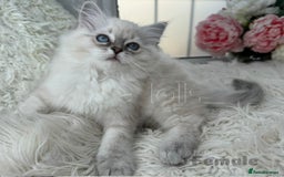 Ragdoll cats for sale: Beautiful,affectionate ragdoll ready for their 🏡 - Image 11
