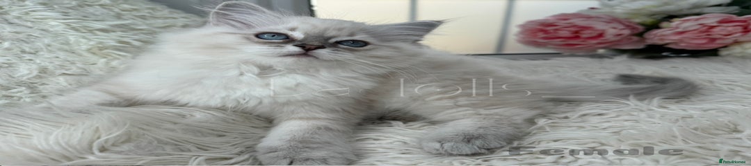 Ragdoll Kitten 6