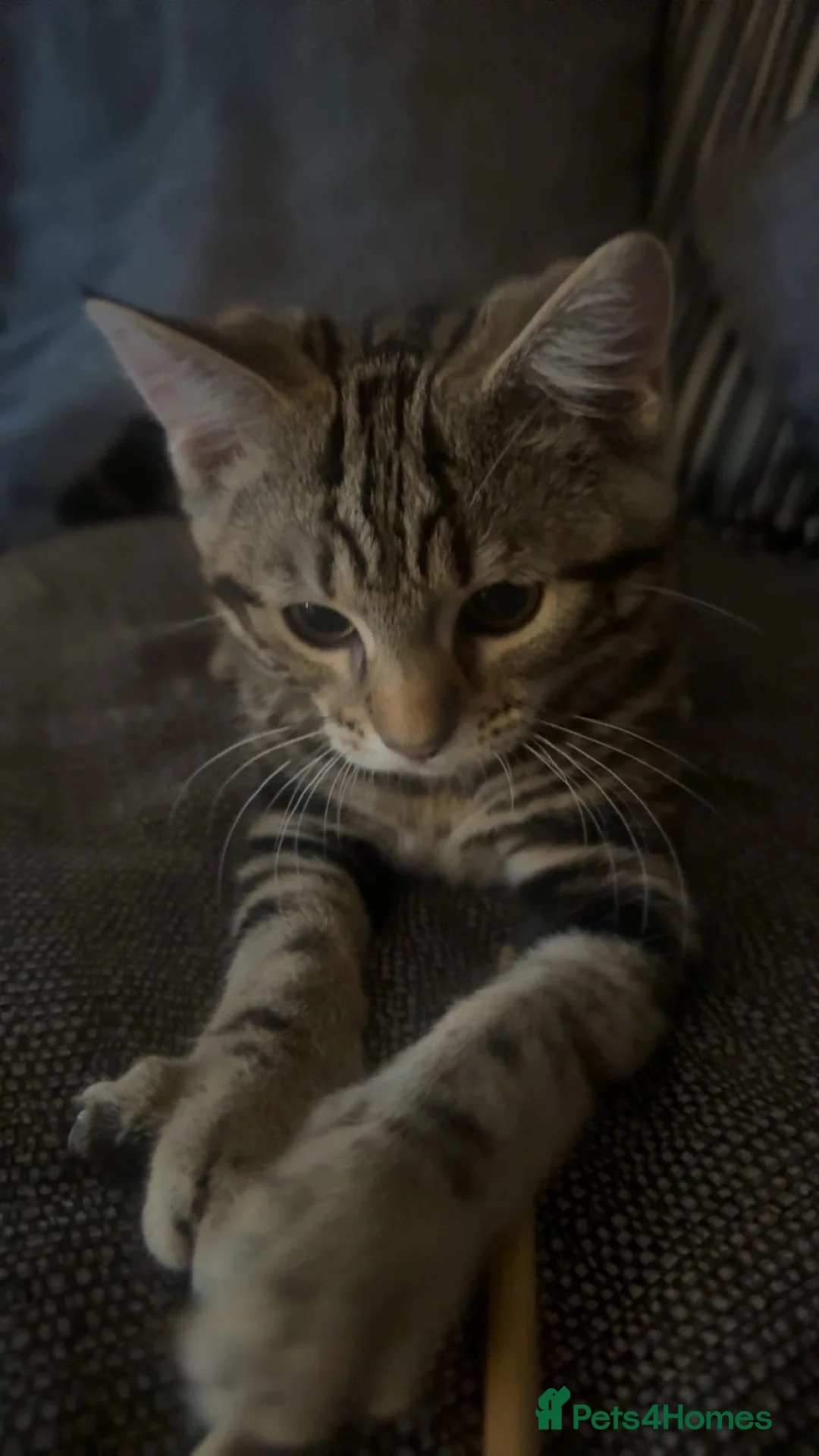 Domestic Shorthair cats for sale: Domestic short hair needs rehoming  - Advert 3