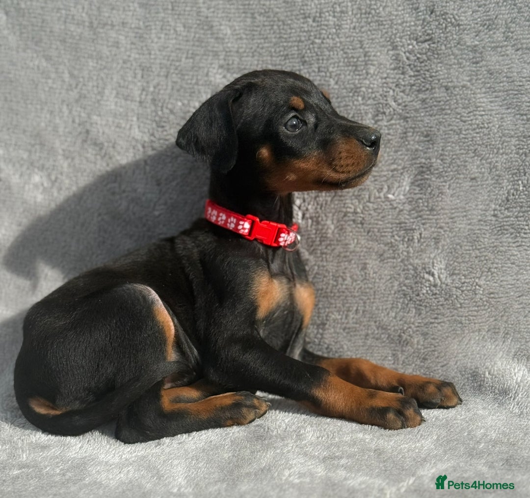 Dobermann dogs for sale: Kc Reg.European Blood lines Doberman Puppies - Image 20