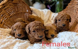 Cockapoo dogs for sale: 🌟 F1b-toy-health tested-cockapoo puppies 🌟  in Droitwich - Image 11