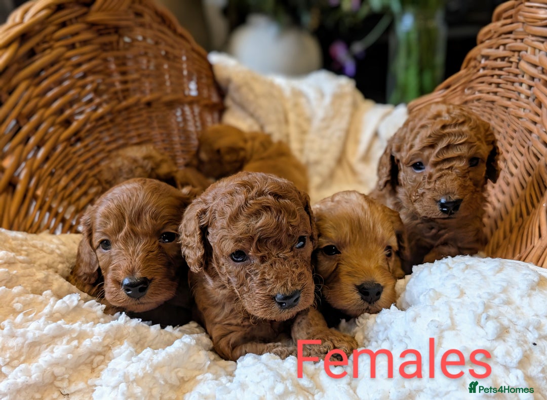 Cockapoo dogs for sale: 🌟 F1b-toy-health tested-cockapoo puppies 🌟  in Droitwich - Image 11