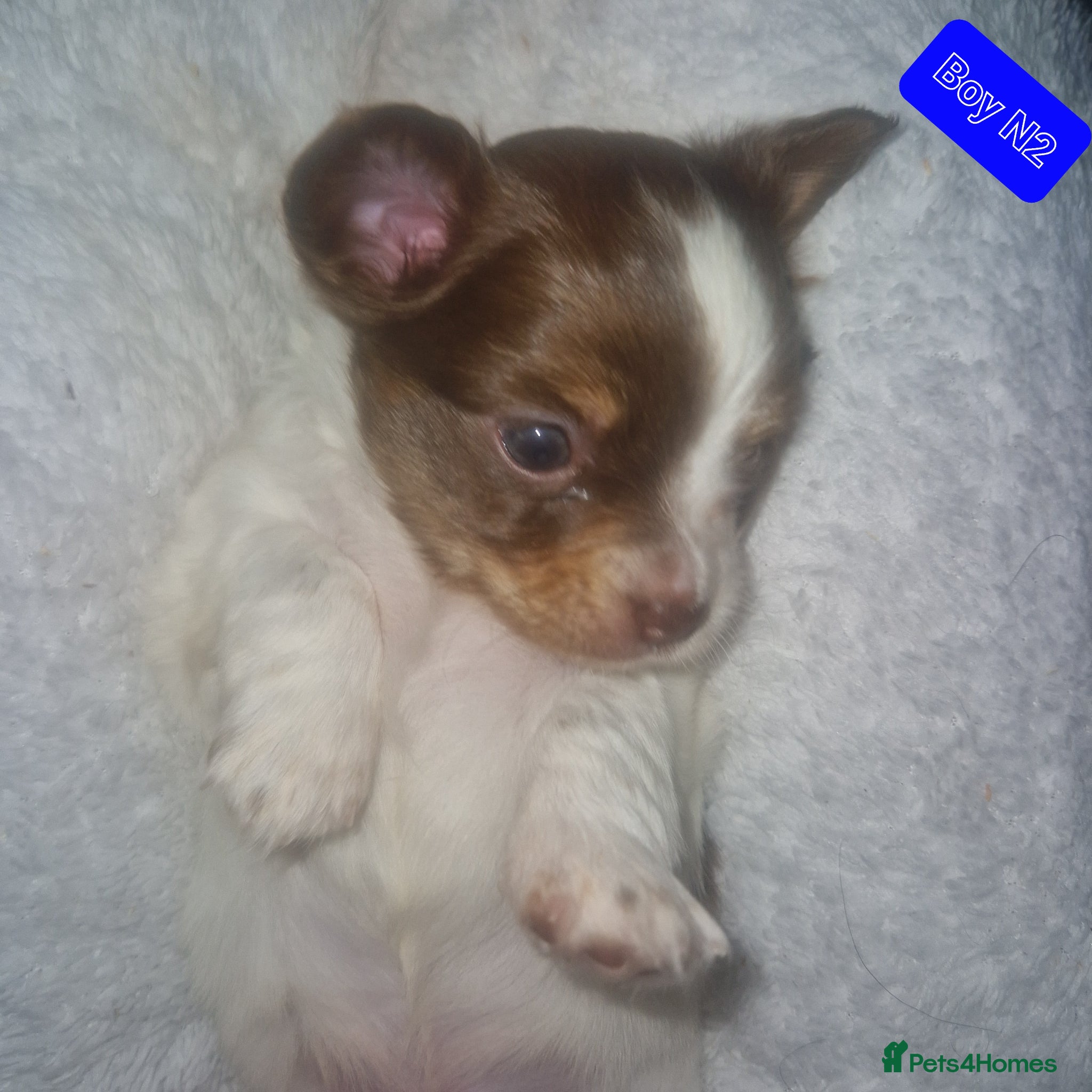 Chihuahua dogs Beautiful puppies for sale - Advert 17