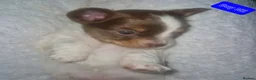Chihuahua dogs for sale: Beautiful puppies for sale in Diss - Advert 14