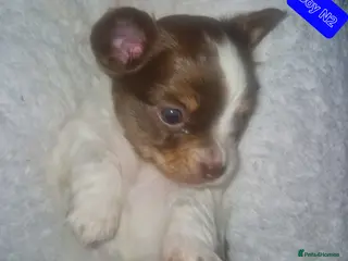 Chihuahua dogs Beautiful puppies for sale - Advert 17