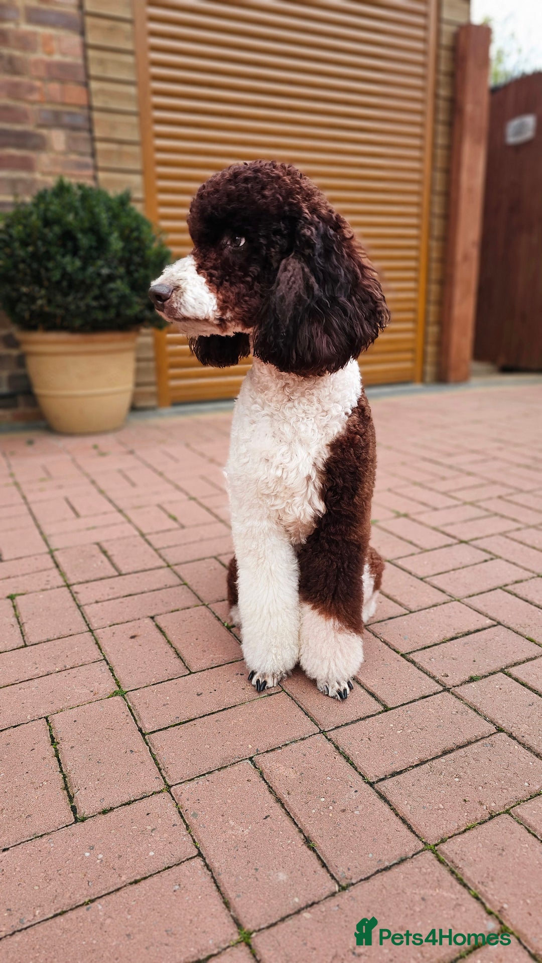 Labradoodle dogs for stud: FULLY HEALTH TESTED MOYEN POODLE STUD! in Kettering - Advert 5