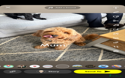 Cavapoo dogs for sale: Cavapoo puppies looking for forever homes - Image 11