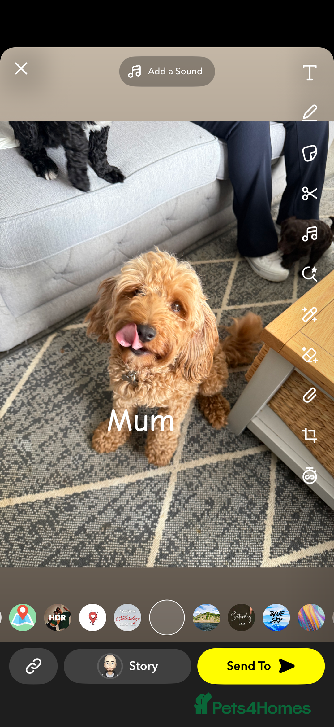 Cavapoo dogs for sale: Cavapoo puppies looking for forever homes - Image 11