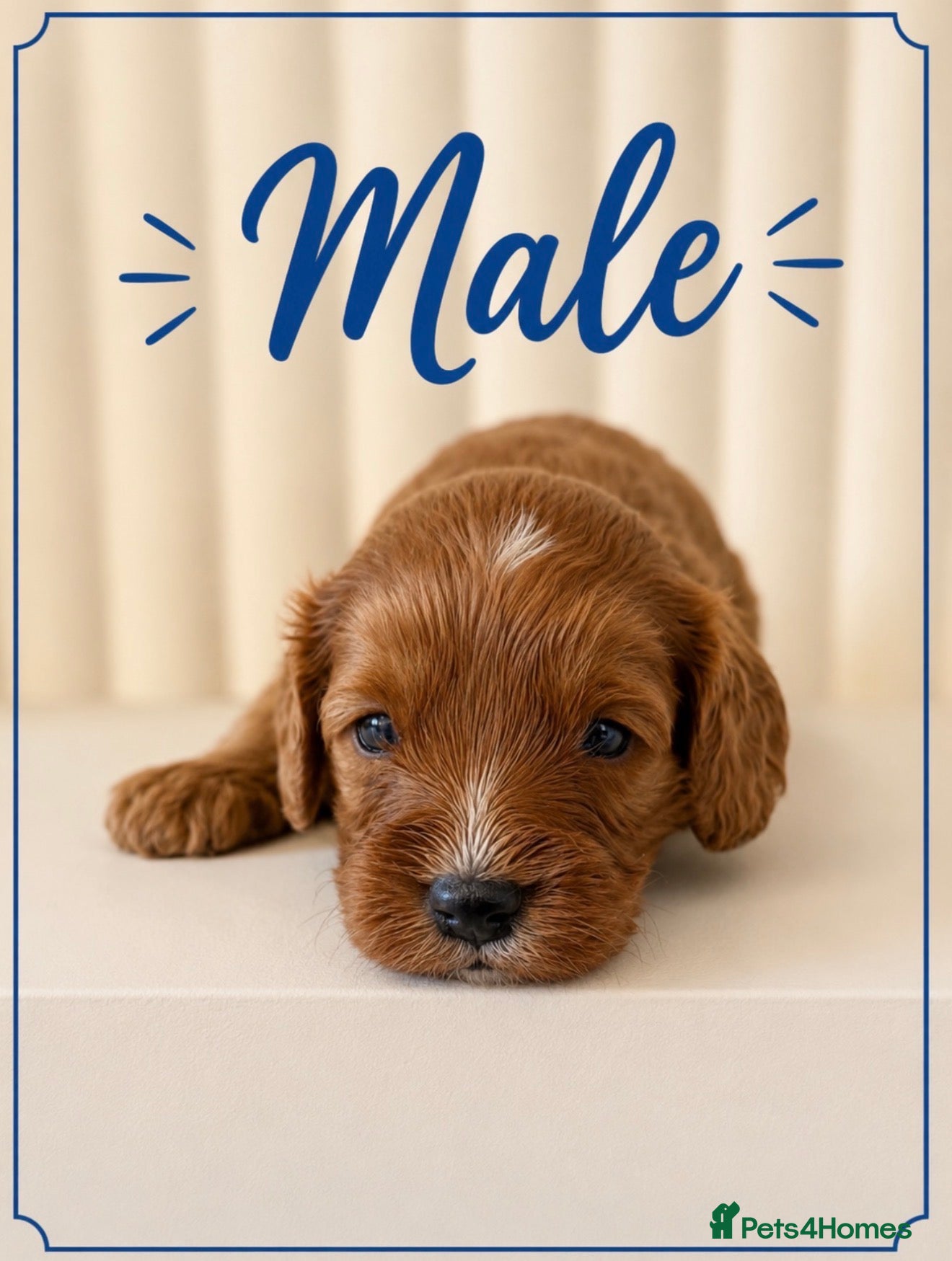 Cavapoo dogs Beautiful F1b Cavapoo’s 🧬 Health Tested Parents - Advert 1