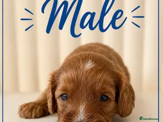 Cavapoo dogs for sale: Beautiful F1b Cavapoo’s 🧬 Health Tested Parents - Advert 2