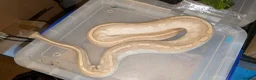 Python Snake reptiles for sale: Various Royal pythons & hatchling rack available  - Advert 6