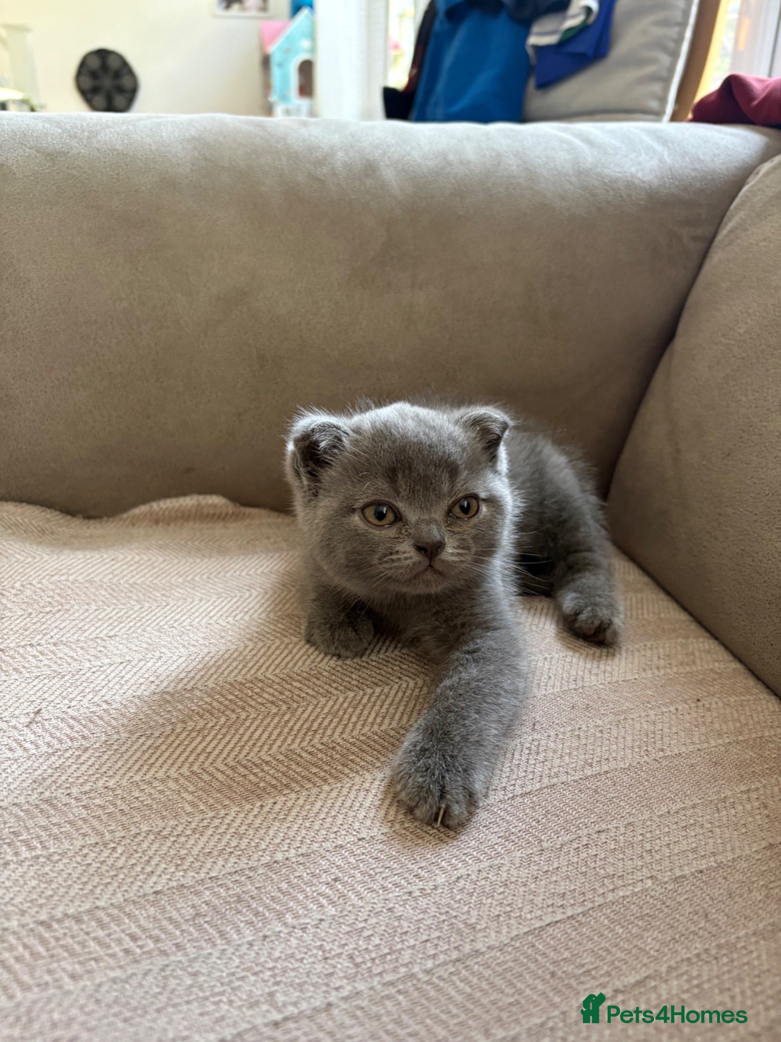 Scottish Fold cats Adorable scottish fold for sale  - Advert 5