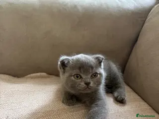 Scottish Fold cats Adorable scottish fold for sale - Advert 5