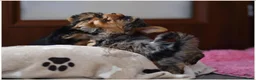 Yorkshire Terrier dogs for sale: MINIATURE BLUE EYE BLUEBERRY MERLE DNA TESTED - Advert 6