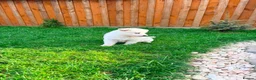 White Swiss Shepherd dogs for sale: White Swiss Shepherd puppies - Advert 8